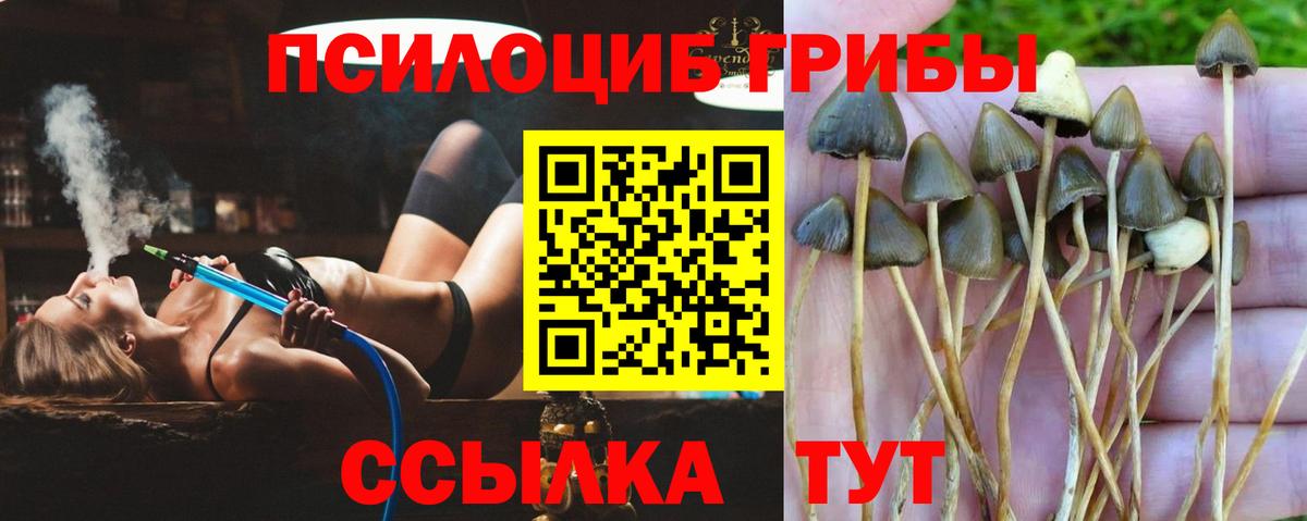 Псилоцибиновые грибы Cubensis  Вход с VPN  Трёхгорный 